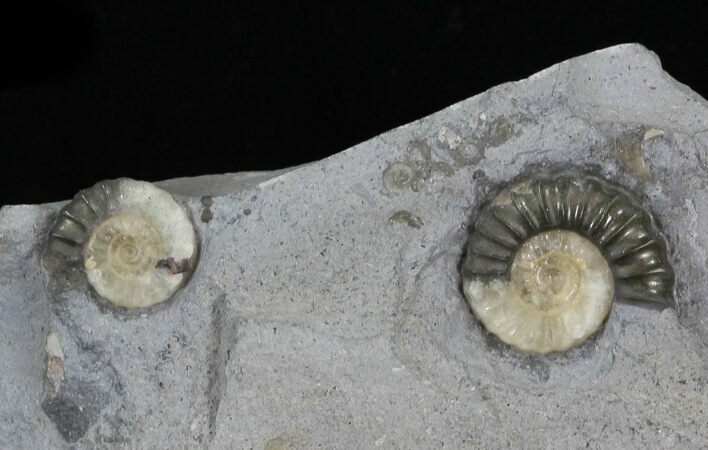 Two Promicroceras Ammonites - England #30734